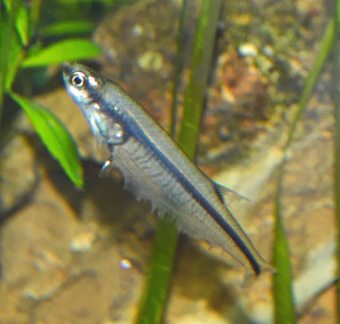 Glass Tetra with Golden Front (Xenagoniates bondi)