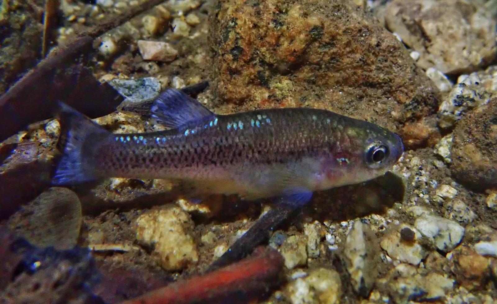 Leopard splitfin (Xenotaenia resolanae)