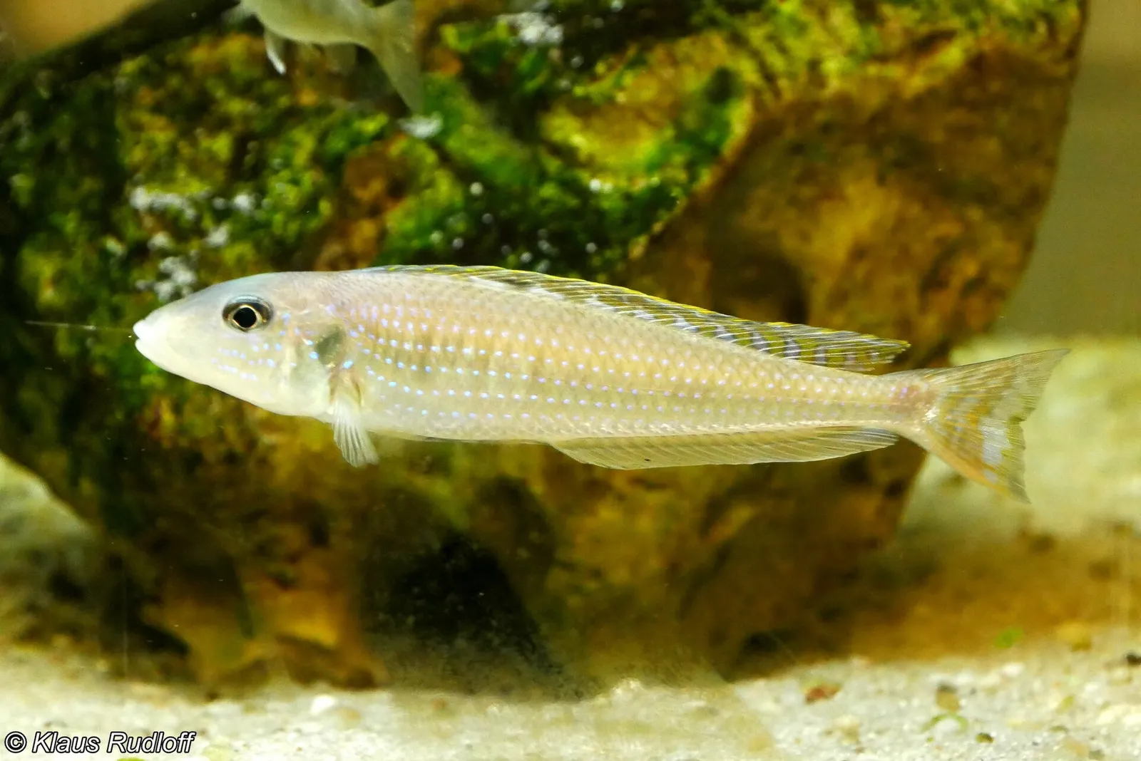 Xenotilapia melanogenys