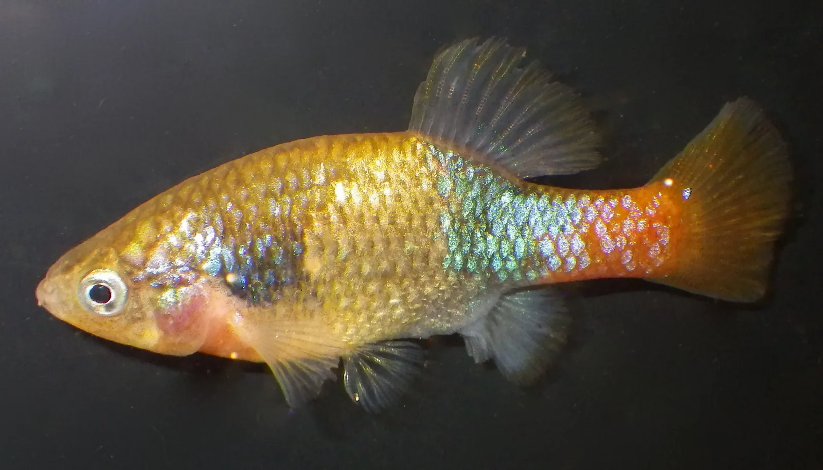 San Marcos Redtail Splitfin (Xenotoca doadrioi)