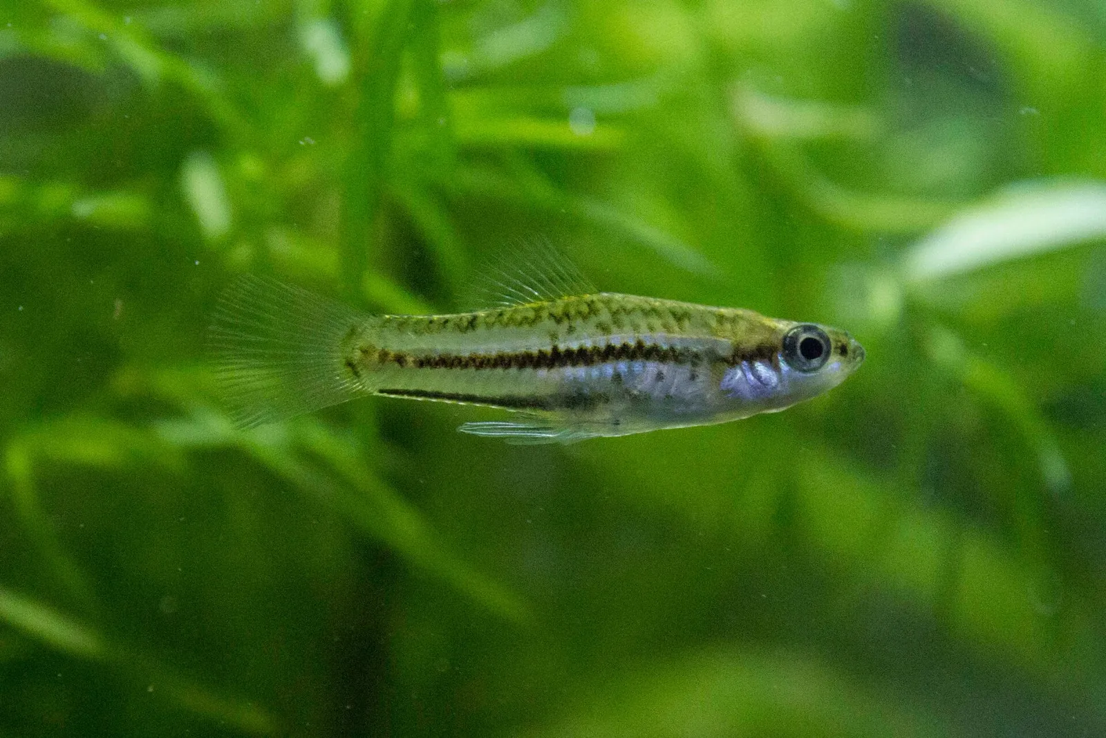 Short-sword platyfish (Xiphophorus continens)
