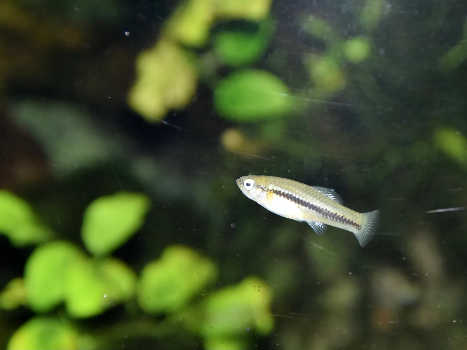 Delicate swordtail (Xiphophorus cortezi)