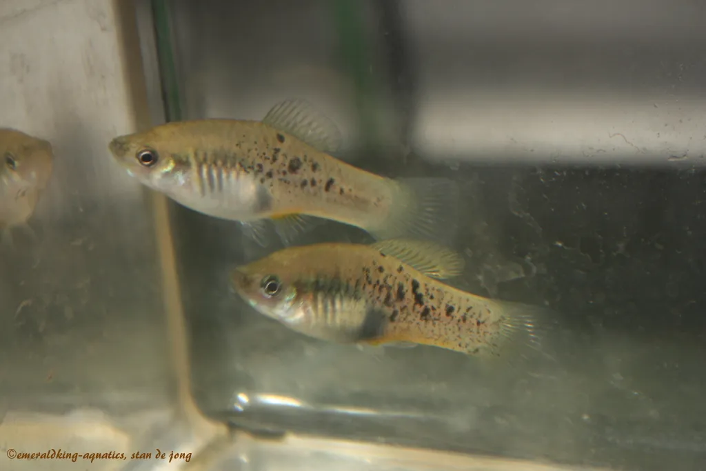 Puebla platyfish (Xiphophorus evelynae)