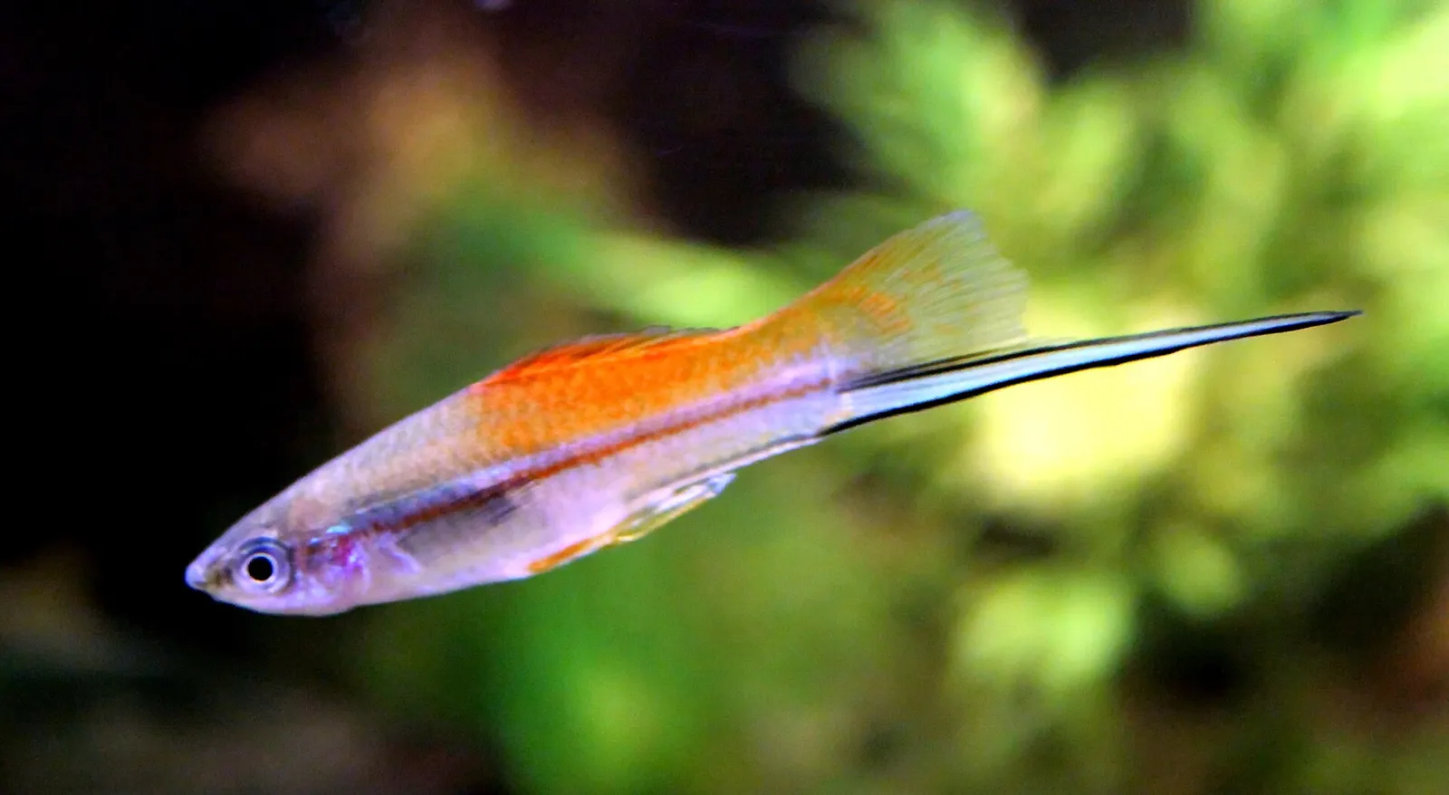Green Swordtail (Xiphophorus hellerii)