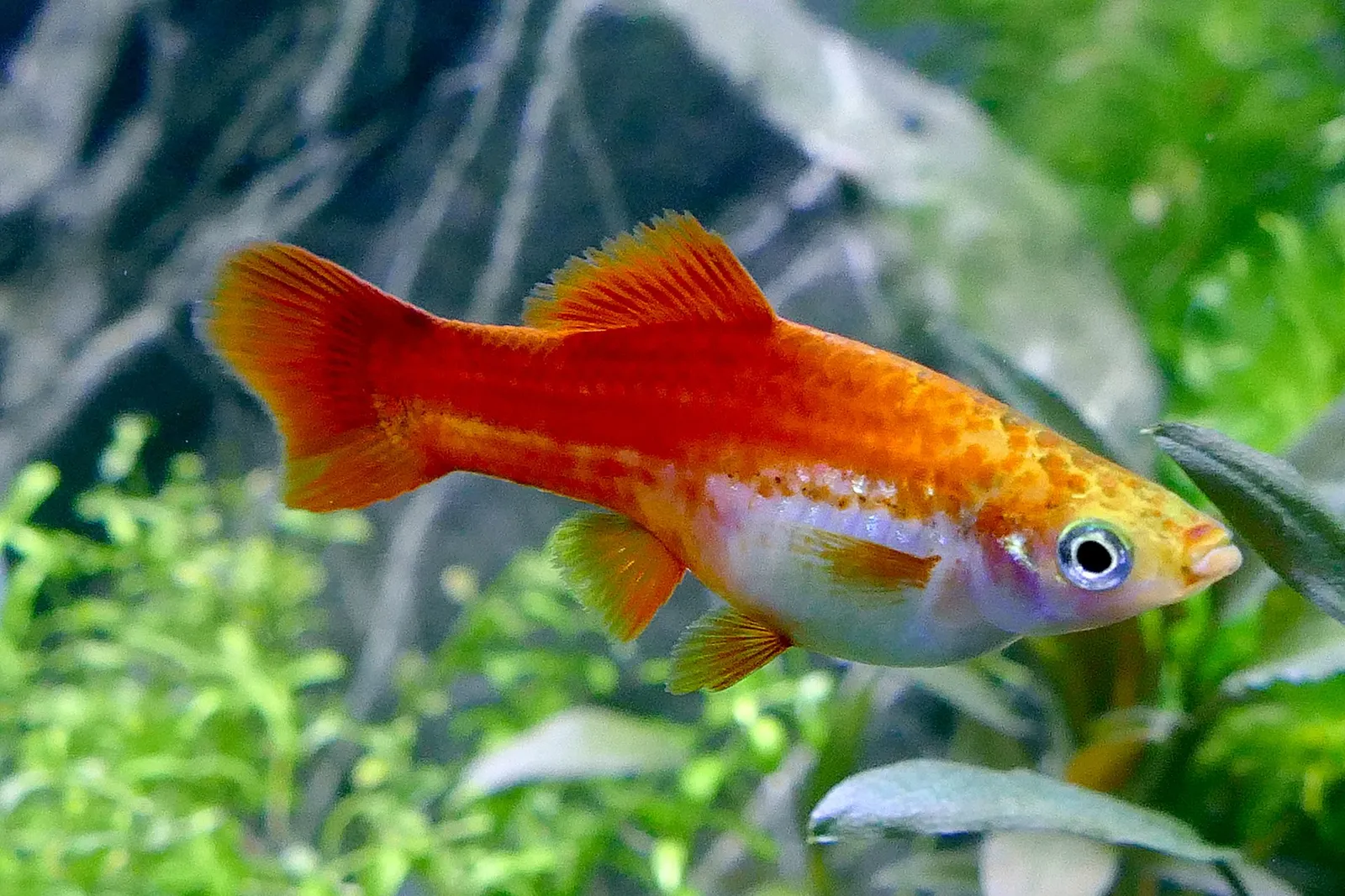 Green Swordtail (Xiphophorus hellerii)