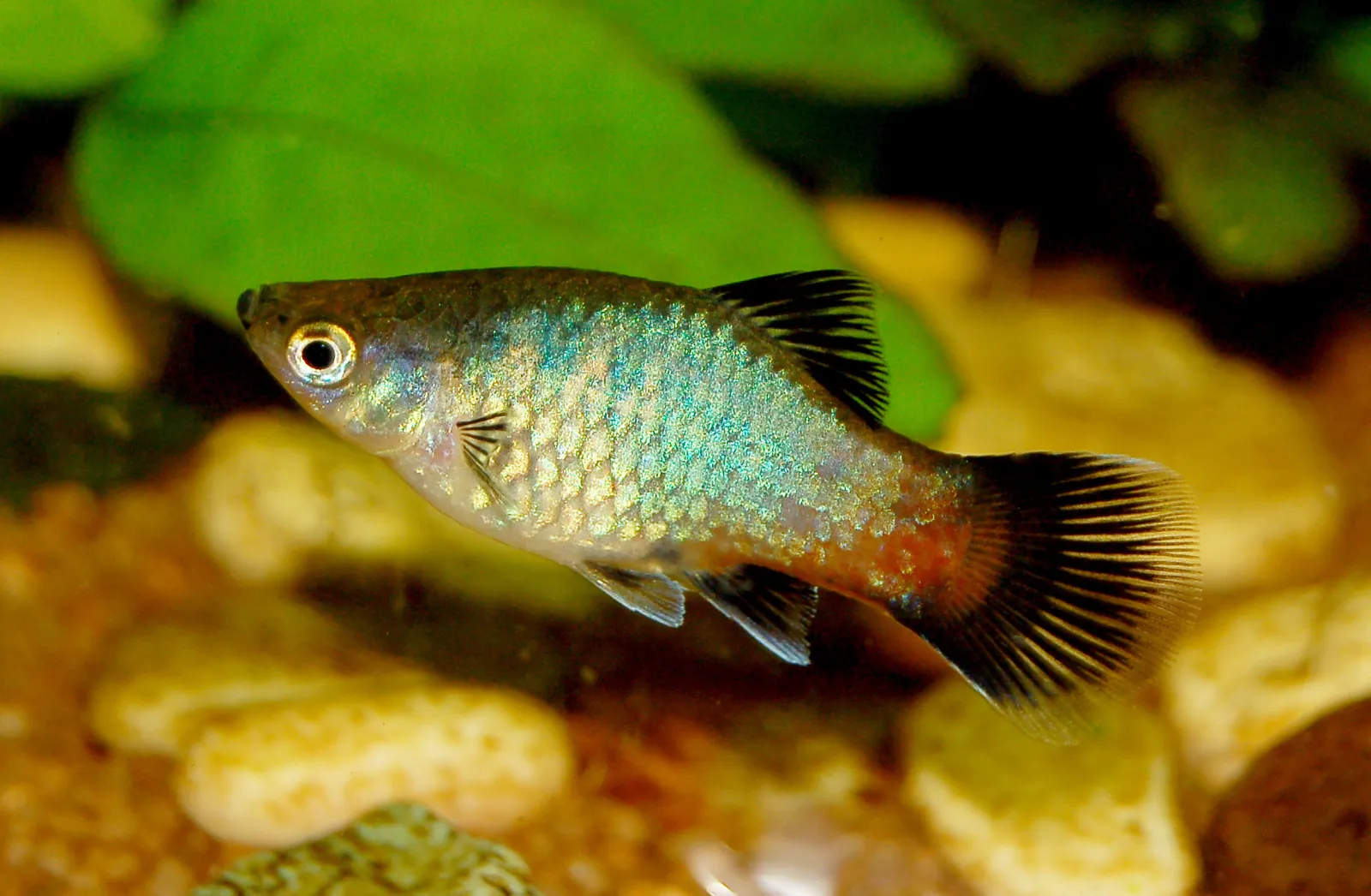 Southern platyfish (Xiphophorus maculatus)