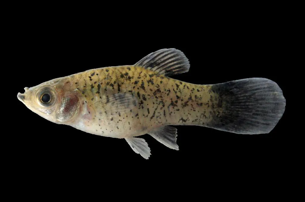 Southern platyfish (Xiphophorus maculatus)