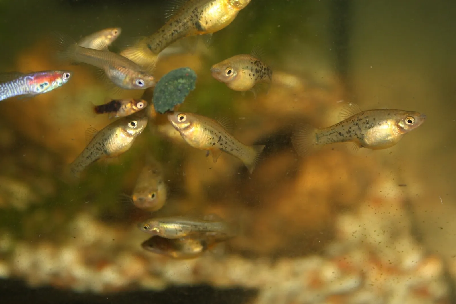 Catemaco platyfish (Xiphophorus milleri)