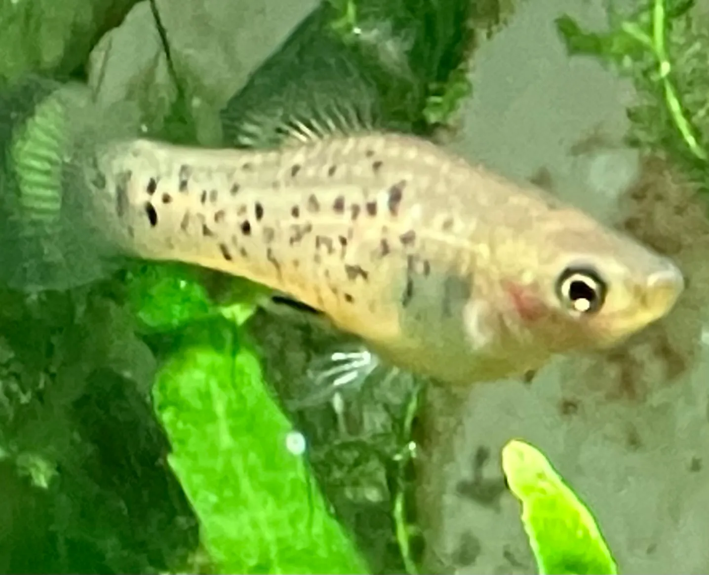 Catemaco platyfish (Xiphophorus milleri)