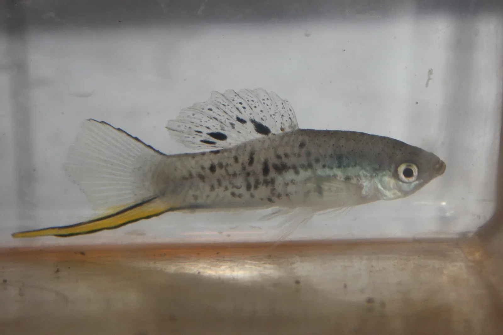 Mountain swordtail (Xiphophorus nezahualcoyotl)