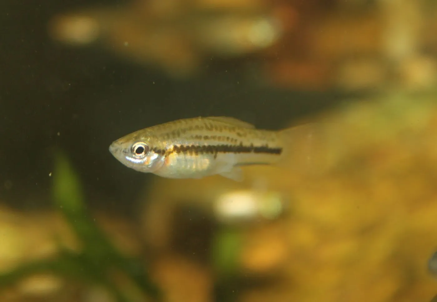 Panuco swordtail (Xiphophorus nigrensis)
