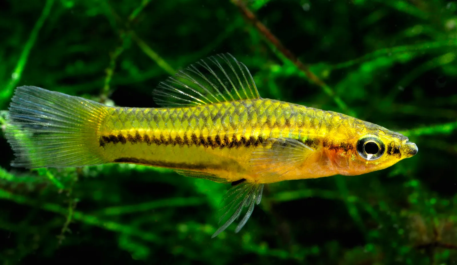 Pygmy swordtail (Xiphophorus pygmaeus)