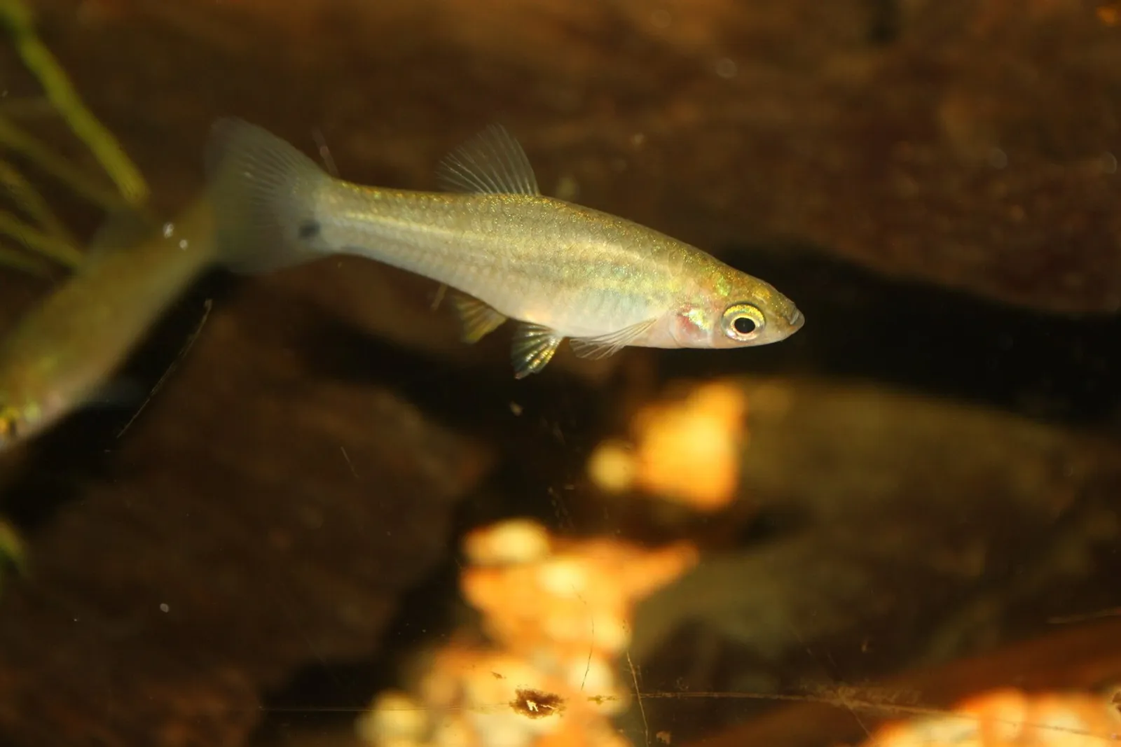 Comma swordtail (Xiphophorus signum)