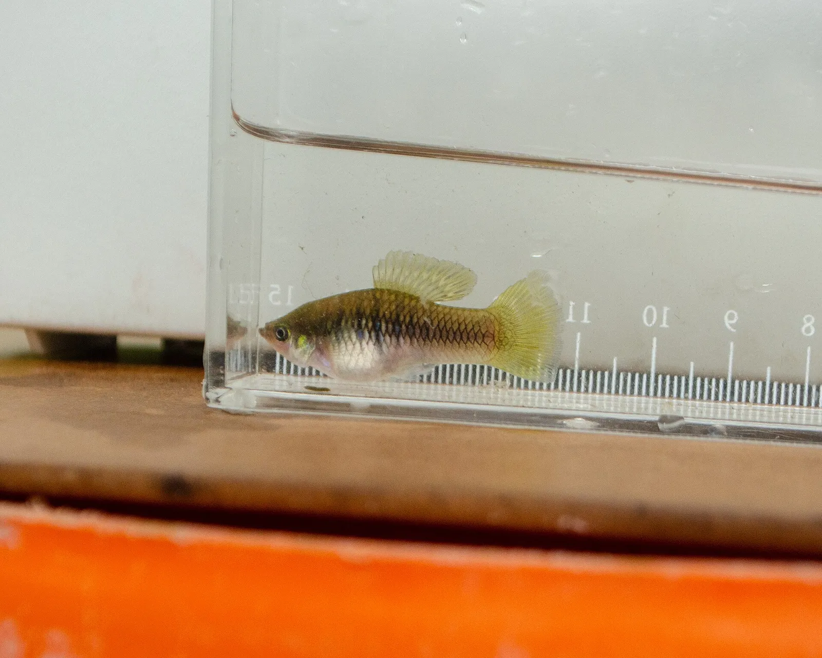 Variable platyfish (Xiphophorus variatus)