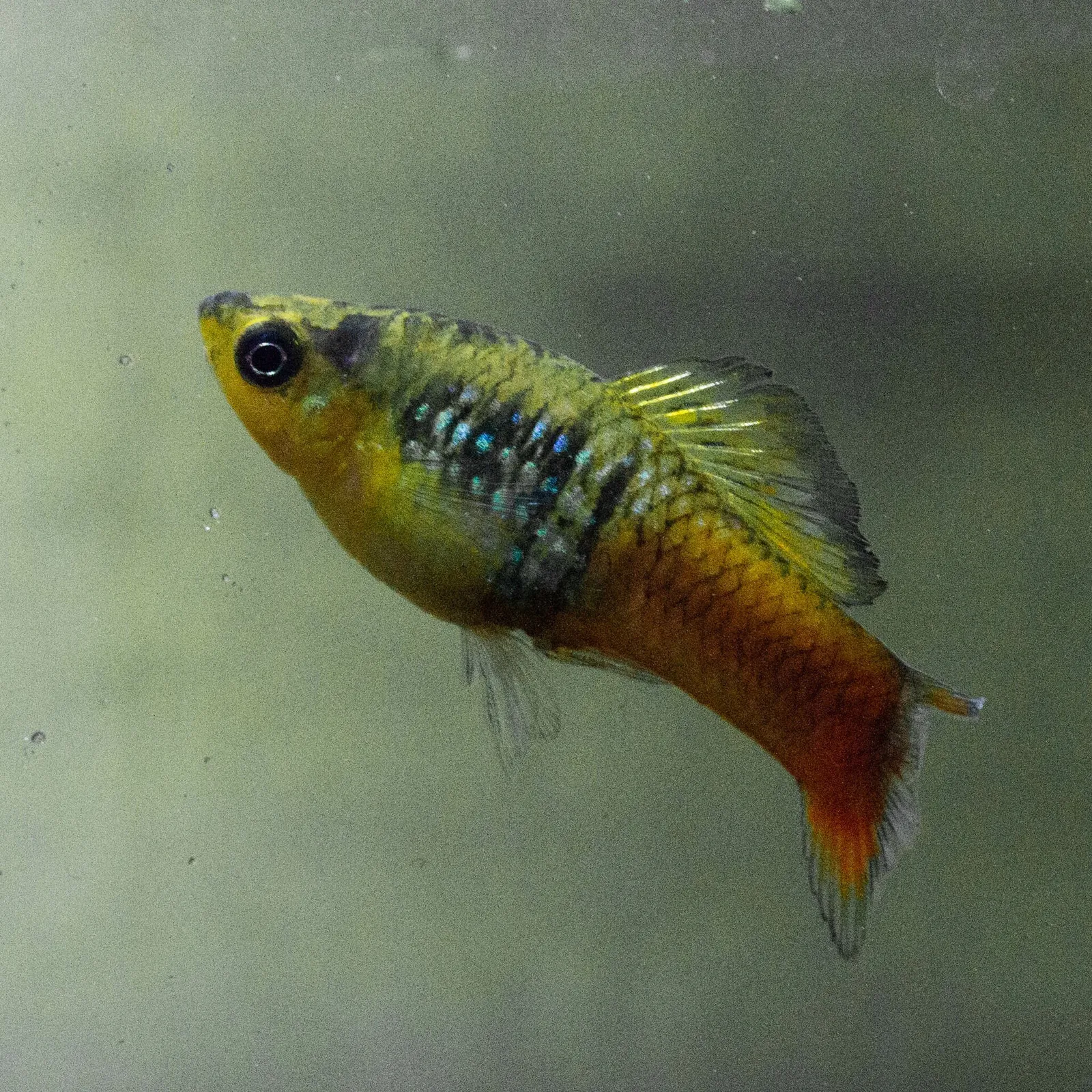 Variable platyfish (Xiphophorus variatus)
