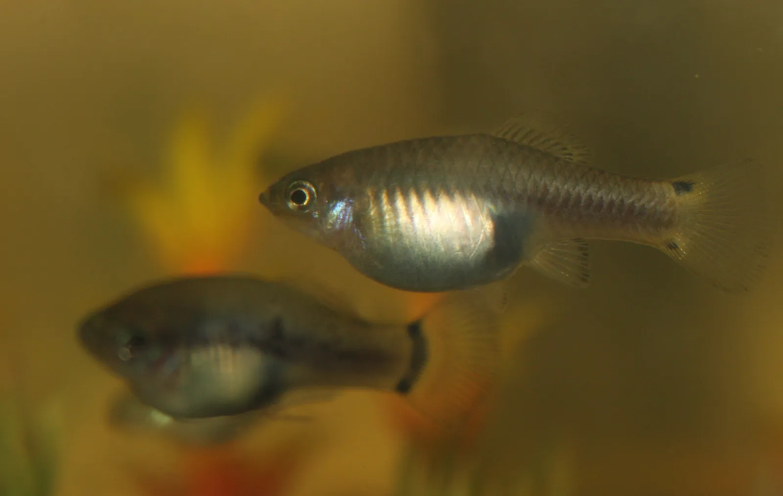 Swordtail platyfish (Xiphophorus xiphidium)