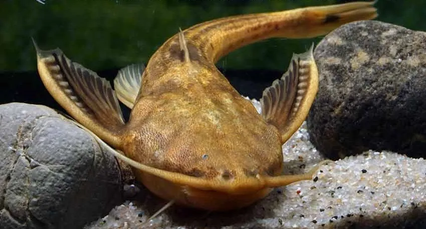 Xyliphius magdalenae