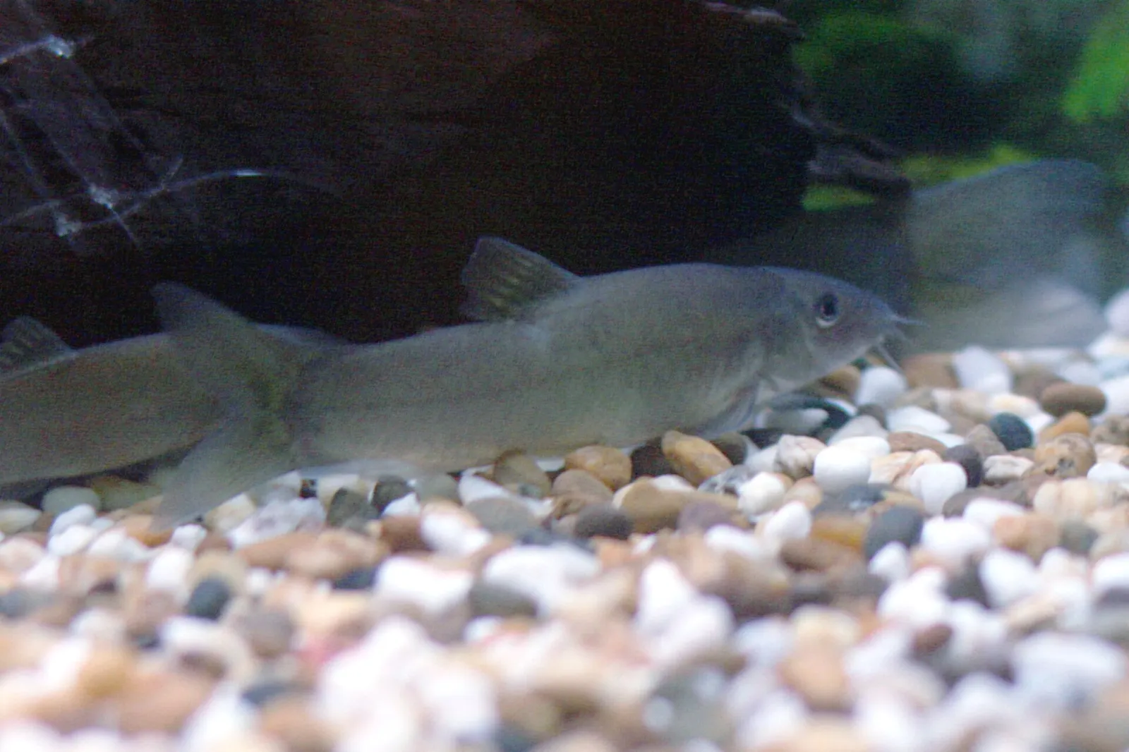 Le Conte's Loach (Yasuhikotakia lecontei)