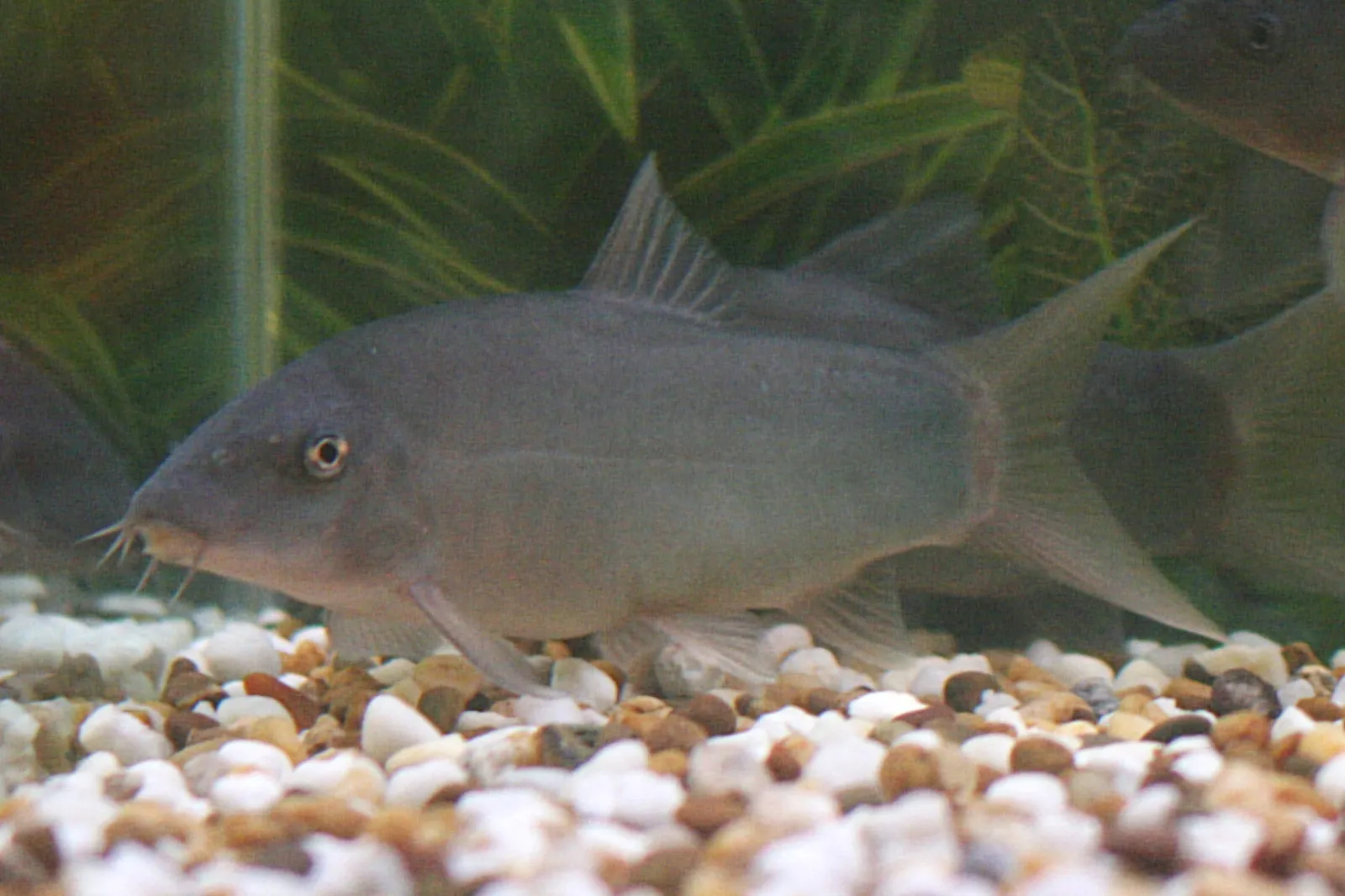 Dwarf chain loach (Yasuhikotakia modesta)