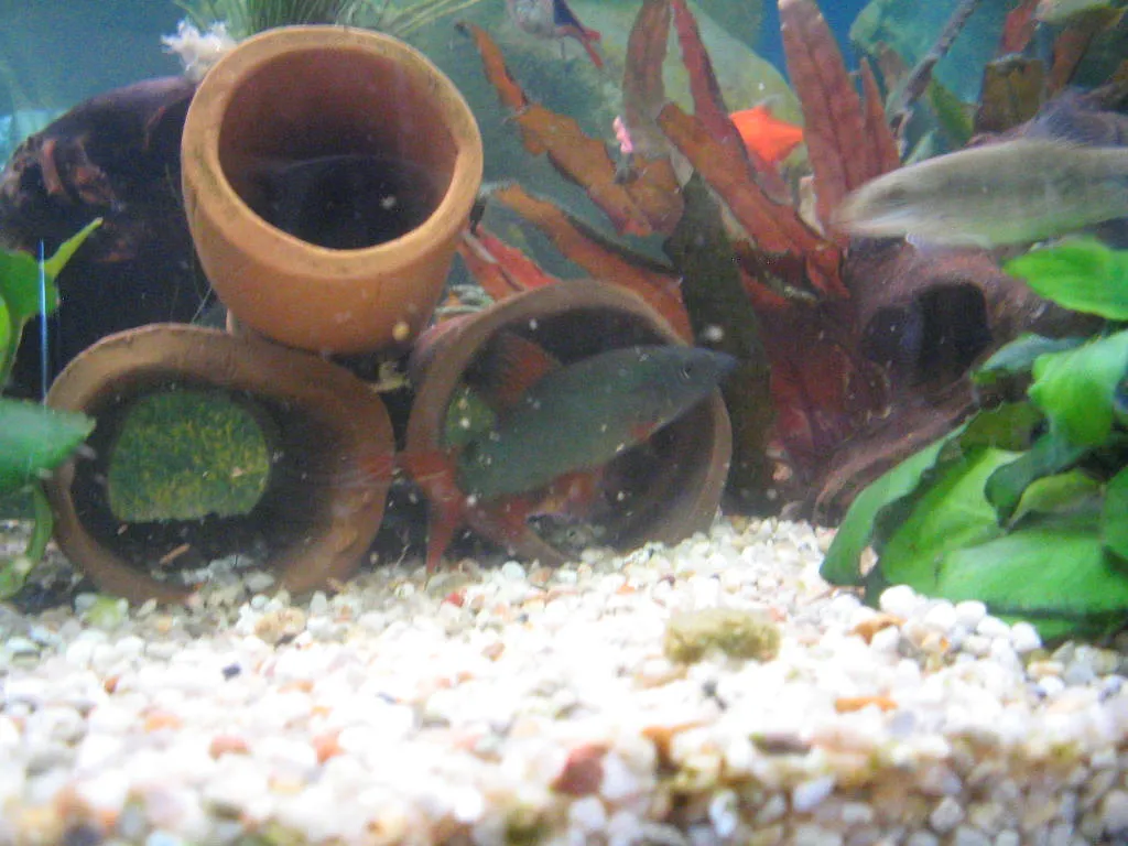 Dwarf chain loach (Yasuhikotakia modesta)