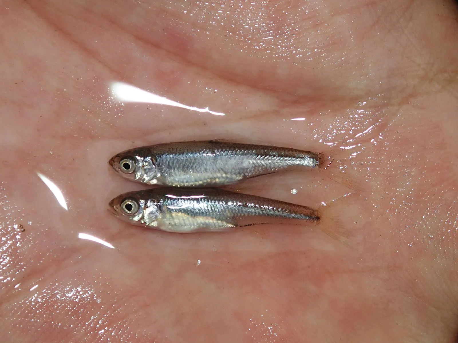 Pale chub (Zacco platypus)